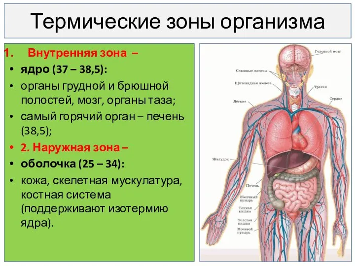 Термические зоны организма Внутренняя зона – ядро (37 – 38,5): органы грудной