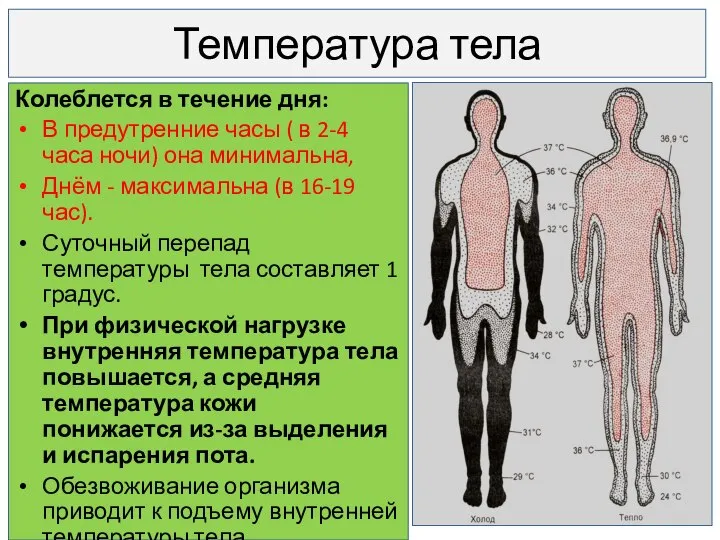 Температура тела Колеблется в течение дня: В предутренние часы ( в 2-4