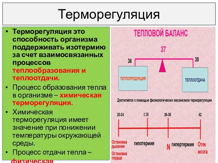 Терморегуляция Терморегуляция это способность организма поддерживать изотермию за счет взаимосвязанных процессов теплообразования