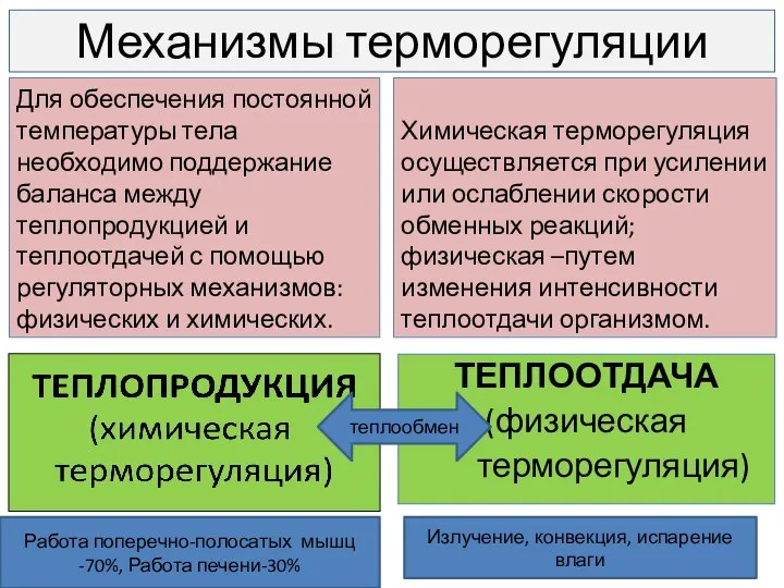 Механизмы терморегуляции Для обеспечения постоянной температуры тела необходимо поддержание баланса между теплопродукцией