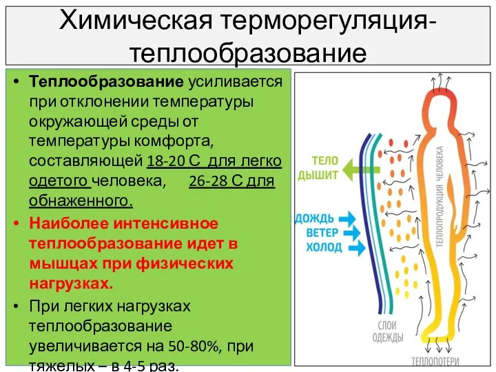 Химическая терморегуляция- теплообразование Теплообразование усиливается при отклонении температуры окружающей среды от температуры