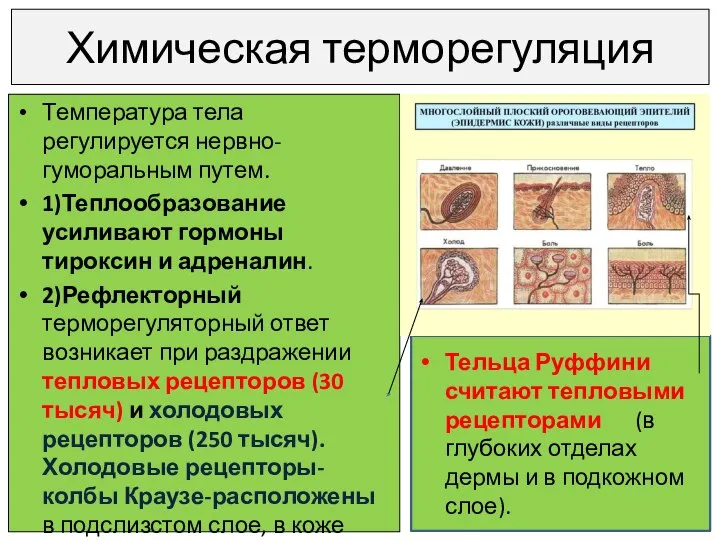 Химическая терморегуляция Температура тела регулируется нервно-гуморальным путем. 1)Теплообразование усиливают гормоны тироксин и