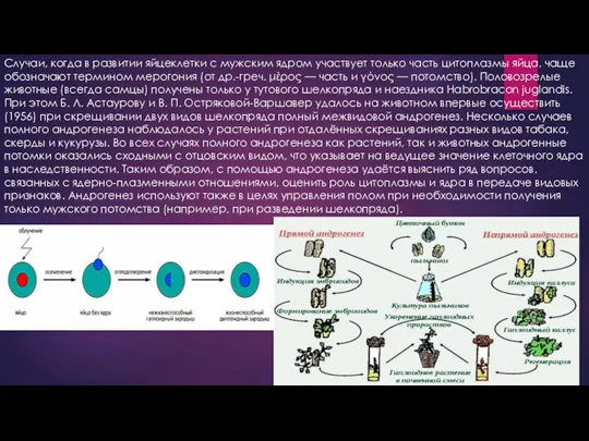 Случаи, когда в развитии яйцеклетки с мужским ядром участвует только часть цитоплазмы