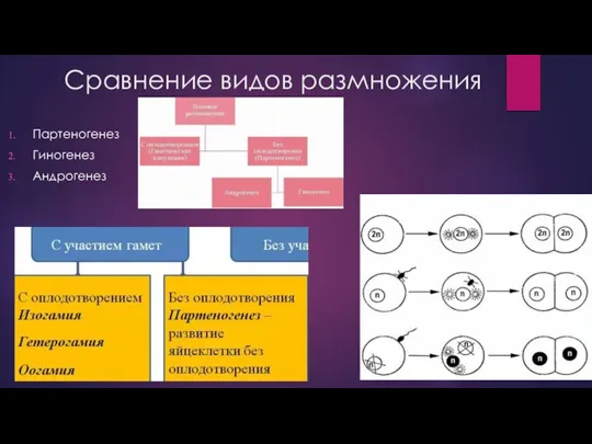 Сравнение видов размножения Партеногенез Гиногенез Андрогенез