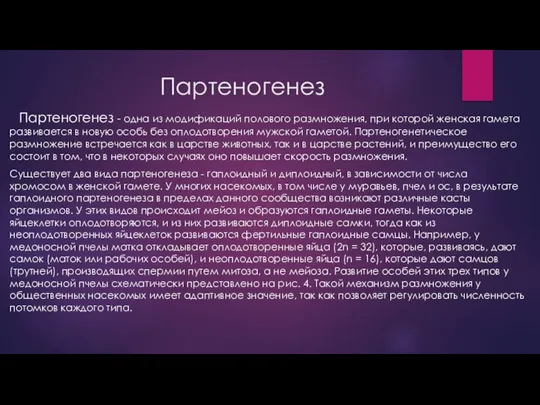 Партеногенез Партеногенез - одна из модификаций полового размножения, при которой женская гамета