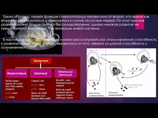 Таким образом, первая функция сперматозоида независима от второй, в то время как