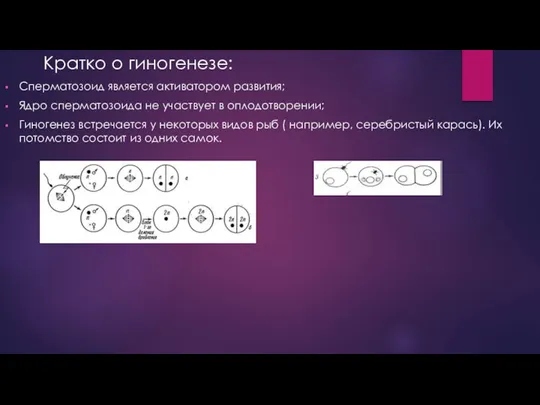 Кратко о гиногенезе: Сперматозоид является активатором развития; Ядро сперматозоида не участвует в