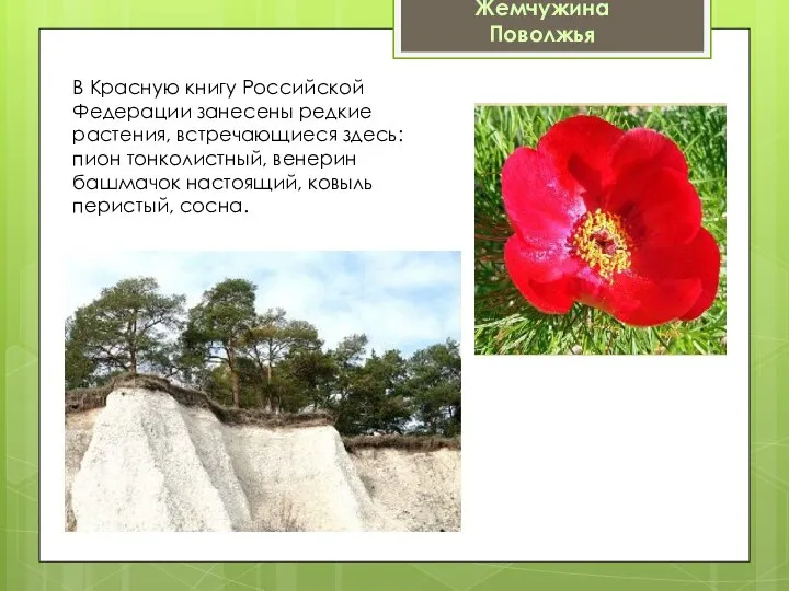 В Красную книгу Российской Федерации занесены редкие растения, встречающиеся здесь: пион тонколистный,