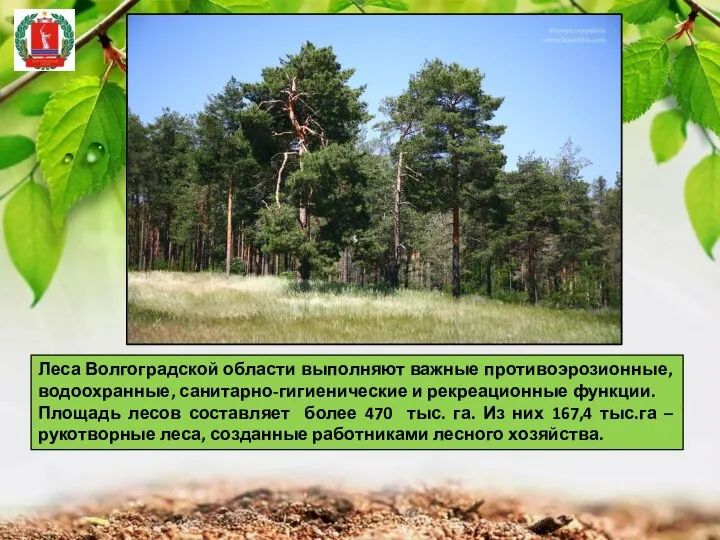Леса Волгоградской области выполняют важные противоэрозионные, водоохранные, санитарно-гигиенические и рекреационные функции. Площадь
