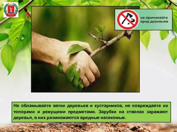 Не обламывайте ветки деревьев и кустарников, не повреждайте их топорами и режущими