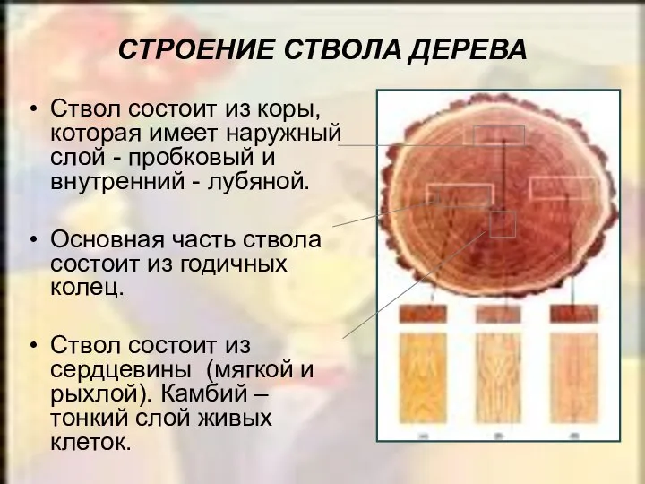 СТРОЕНИЕ СТВОЛА ДЕРЕВА Ствол состоит из коры, которая имеет наружный слой -