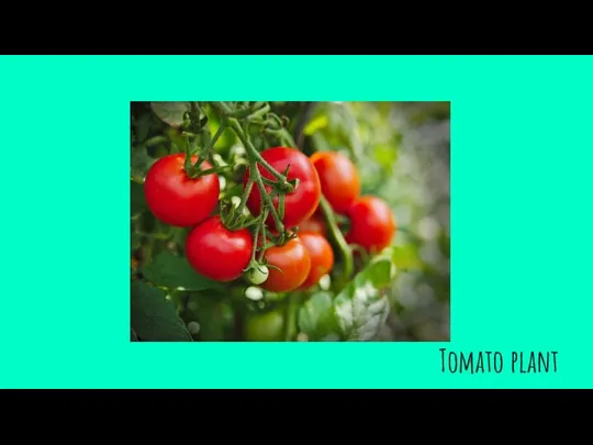 Tomato plant