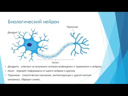 Биологический нейрон Дендриты – отвечают за получение сигналов возбуждения и торможения к