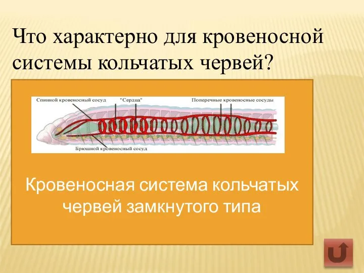 Что характерно для кровеносной системы кольчатых червей? Кровеносная система кольчатых червей замкнутого типа