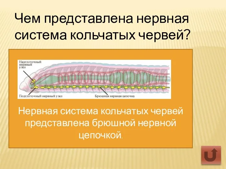 Чем представлена нервная система кольчатых червей? Нервная система кольчатых червей представлена брюшной нервной цепочкой.