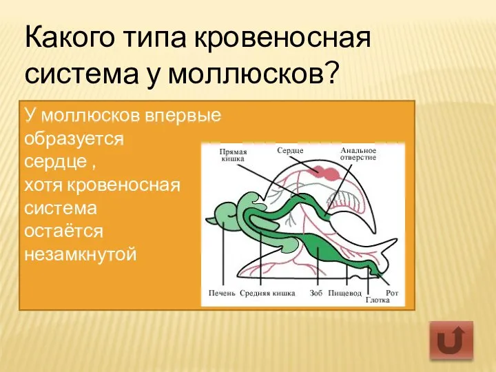 Какого типа кровеносная система у моллюсков? У моллюсков впервые образуется сердце ,