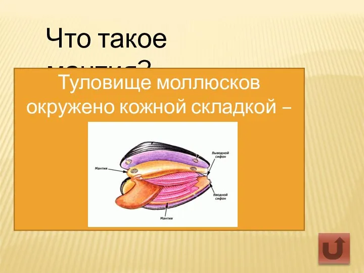 Что такое мантия? Туловище моллюсков окружено кожной складкой – мантией.