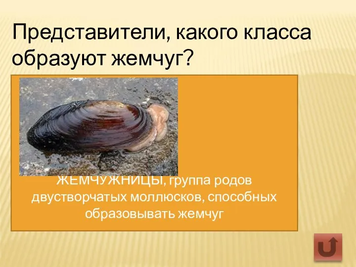 Представители, какого класса образуют жемчуг? ЖЕМЧУЖНИЦЫ, группа родов двустворчатых моллюсков, способных образовывать жемчуг