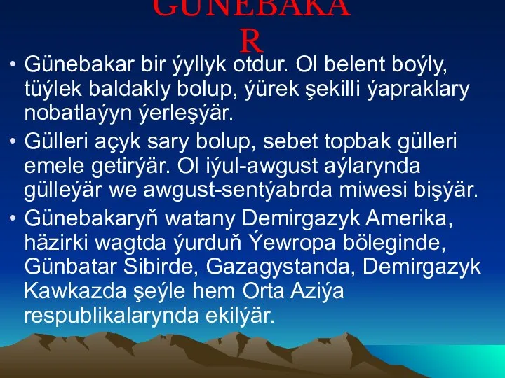 GÜNEBAKAR Günebakar bir ýyllyk otdur. Ol belent boýly, tüýlek baldakly bolup, ýürek