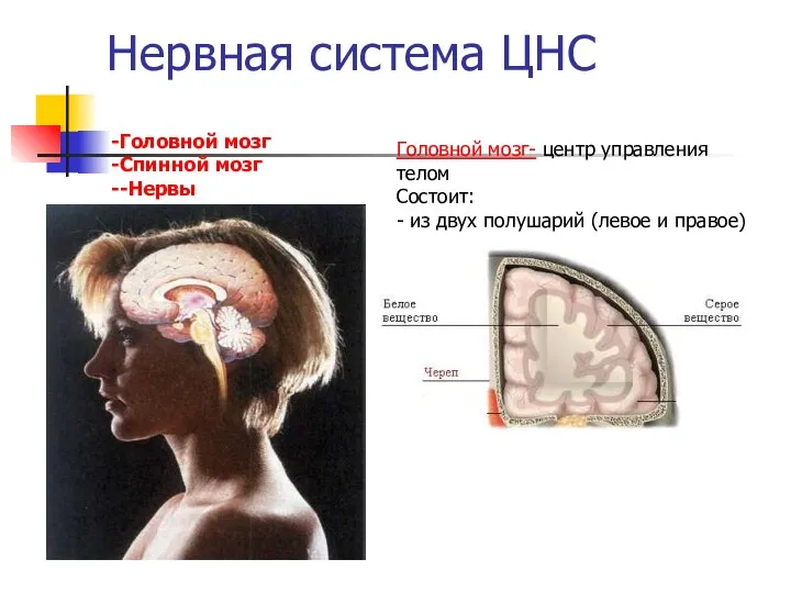 Нервная система ЦНС Головной мозг Спинной мозг -Нервы Головной мозг- центр управления