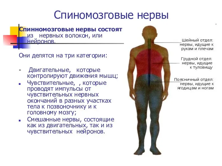 Спиномозговые нервы Спинномозговые нервы состоят из нервных волокон, или нейронов. Они делятся