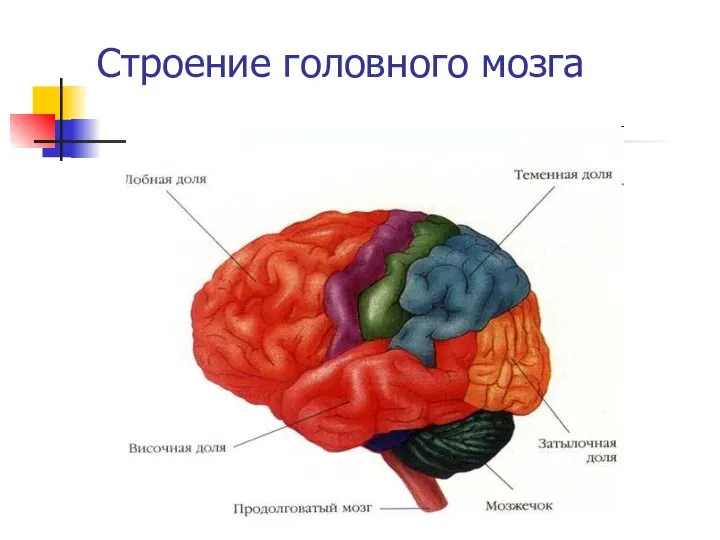 Строение головного мозга