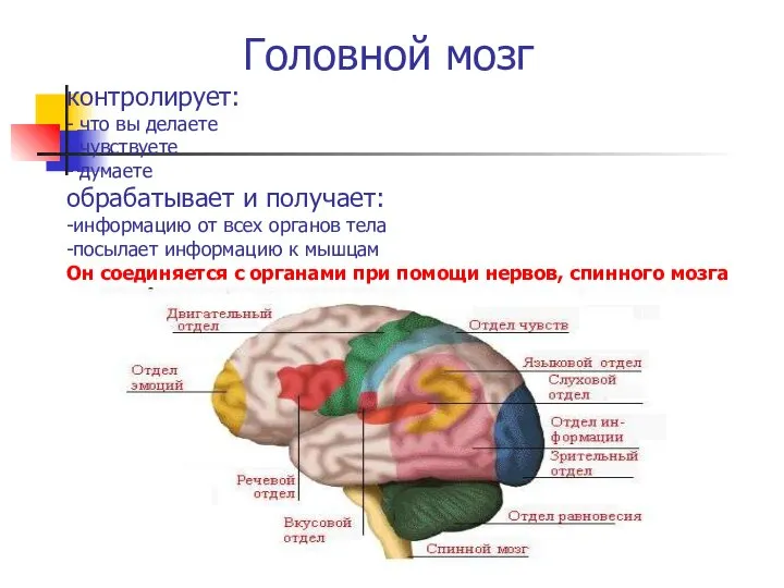 Головной мозг контролирует: - что вы делаете - чувствуете - думаете обрабатывает