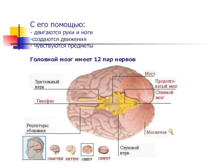 С его помощью: - двигаются руки и ноги -создаются движения - чувствуются