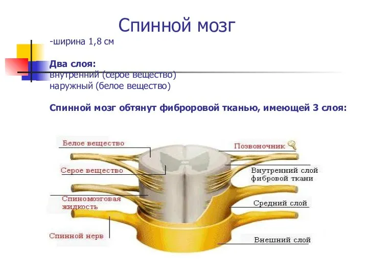 Спинной мозг -ширина 1,8 см Два слоя: внутренний (серое вещество) наружный (белое