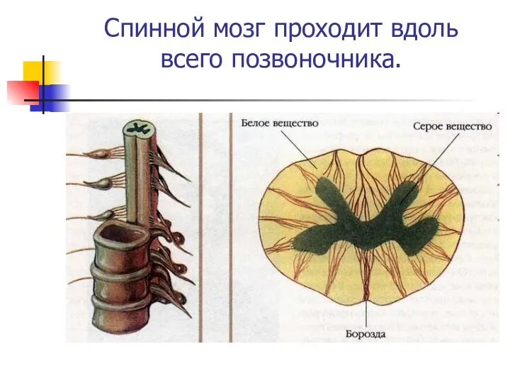 Спинной мозг проходит вдоль всего позвоночника.