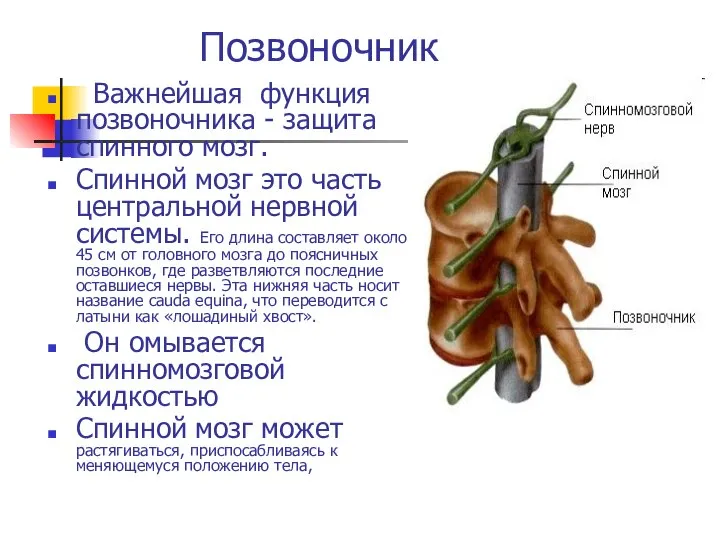 Позвоночник Важнейшая функция позвоночника - защита спинного мозг. Спинной мозг это часть