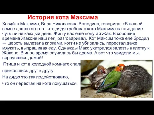 История кота Максима Хозяйка Максима, Вера Николаевна Володина, говорила: «В нашей семье
