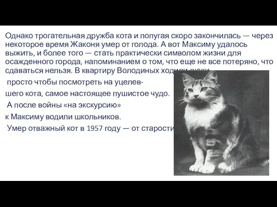 Однако трогательная дружба кота и попугая скоро закончилась — через некоторое время