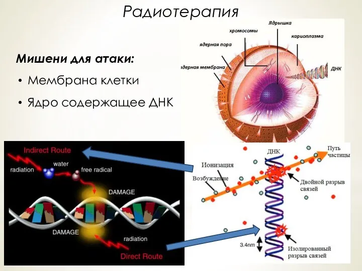 Мишени для атаки: Мембрана клетки Ядро содержащее ДНК Радиотерапия