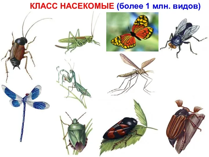 КЛАСС НАСЕКОМЫЕ (более 1 млн. видов)