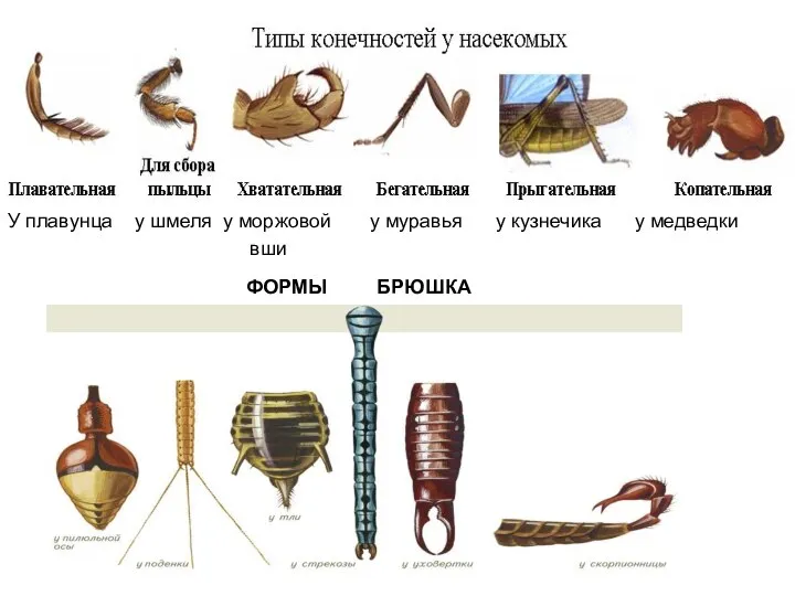 У плавунца у шмеля у моржовой у муравья у кузнечика у медведки вши ФОРМЫ БРЮШКА