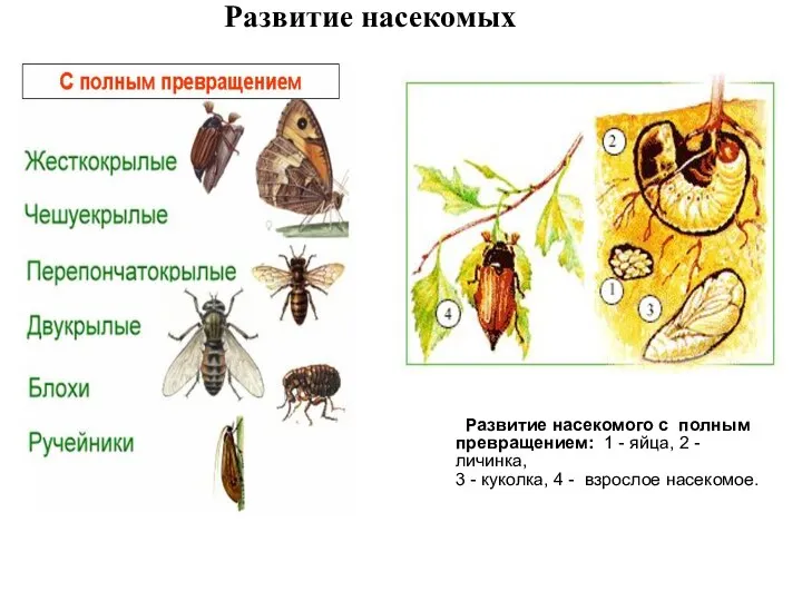 Развитие насекомого с полным превращением: 1 - яйца, 2 - личинка, 3