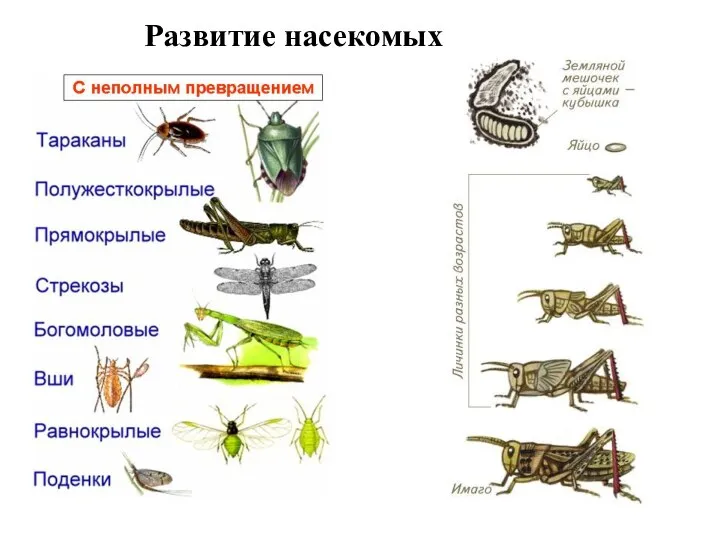 Развитие насекомых