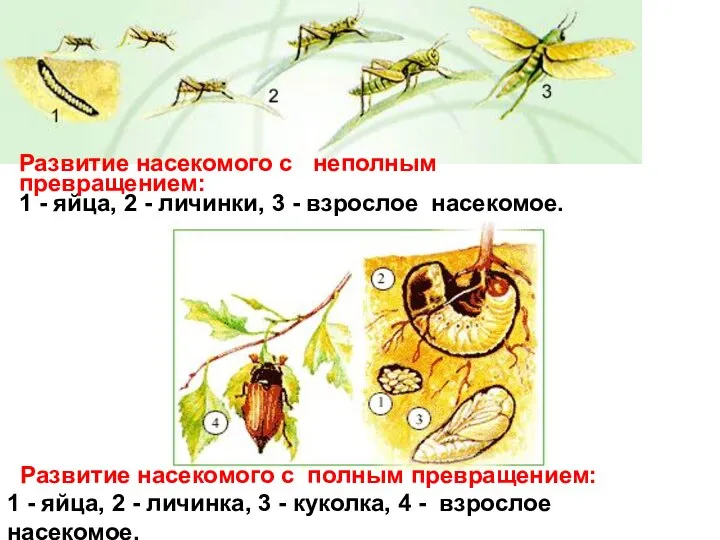 Развитие насекомого с полным превращением: 1 - яйца, 2 - личинка, 3