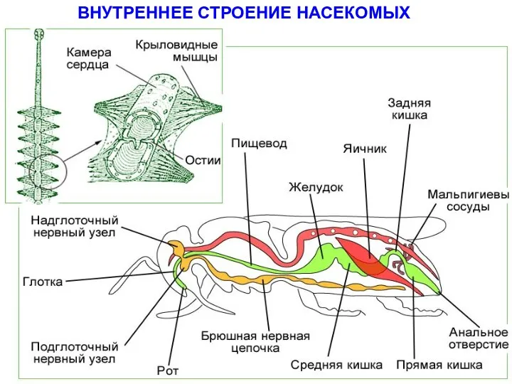 ВНУТРЕННЕЕ СТРОЕНИЕ НАСЕКОМЫХ