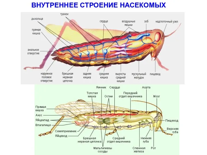 ВНУТРЕННЕЕ СТРОЕНИЕ НАСЕКОМЫХ