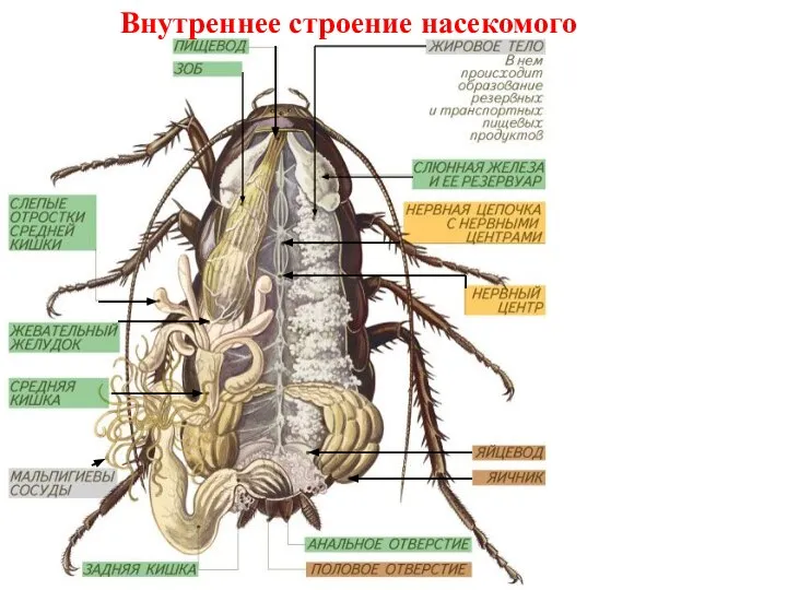 Внутреннее строение насекомого