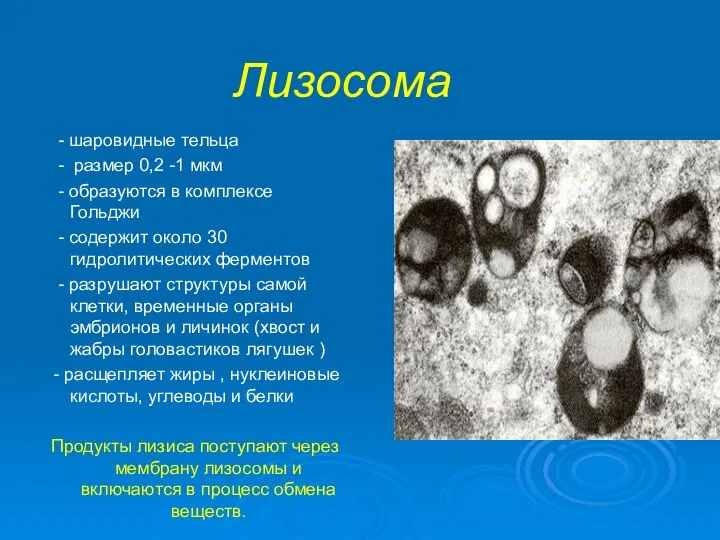 Лизосома - шаровидные тельца - размер 0,2 -1 мкм - образуются в