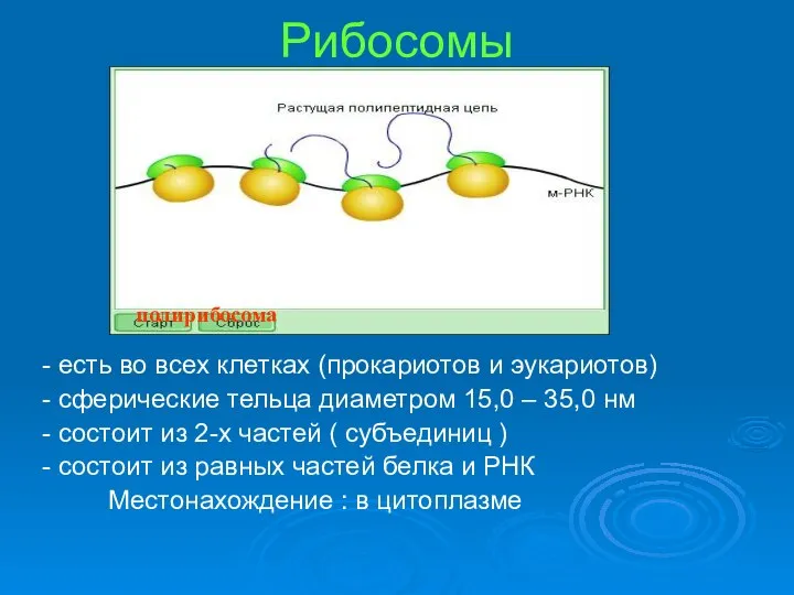 Рибосомы - есть во всех клетках (прокариотов и эукариотов) - сферические тельца