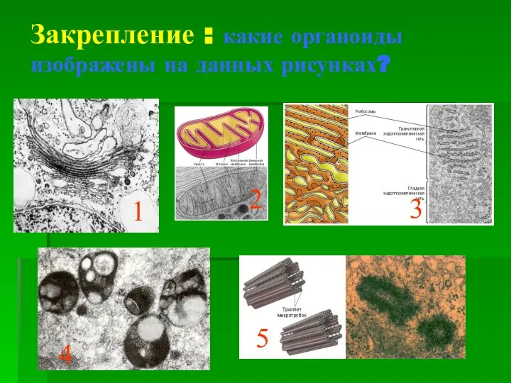 Закрепление : какие органоиды изображены на данных рисунках? 1 2 3 4 5 5