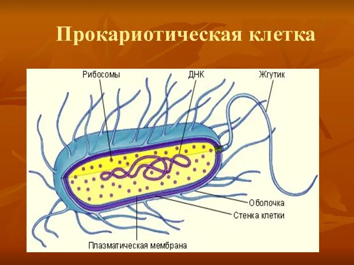 Прокариотическая клетка