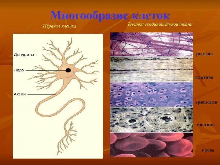 Многообразие клеток Нервная клетка Клетки соединительной ткани рыхлая плотная хрящевая костная кровь
