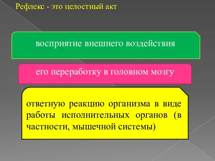 Рефлекс - это целостный акт восприятие внешнего воздействия его переработку в головном