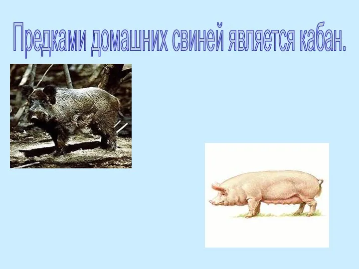 Предками домашних свиней является кабан.