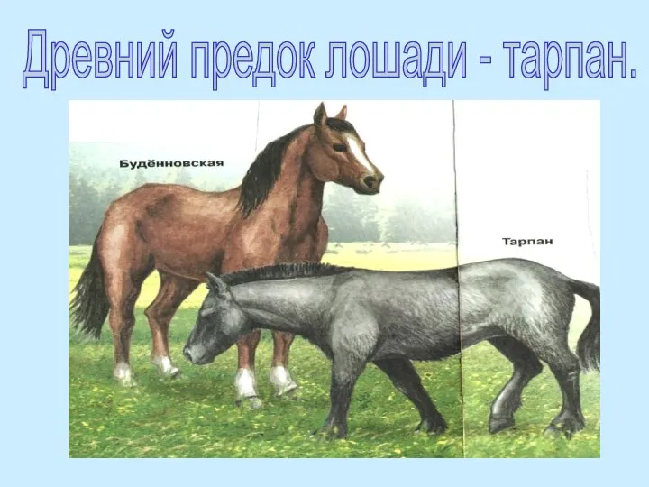 Древний предок лошади - тарпан.